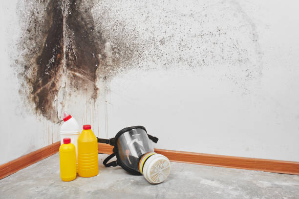 Best Attic Mold Removal  in Florin, CA