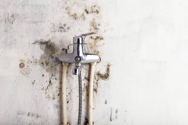 Best Black Mold Removal  in Florin, CA