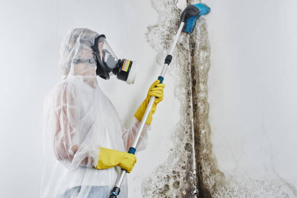 Best Certified Mold Removal  in Florin, CA