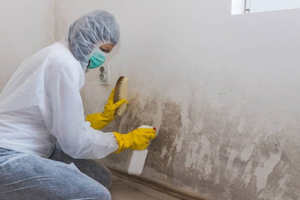 Best Office Mold Removal Services  in Florin, CA