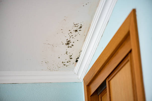 Attic Mold Removal in Florin, CA