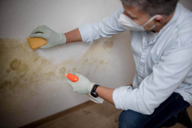 Best Local Mold Removal Service  in Florin, CA