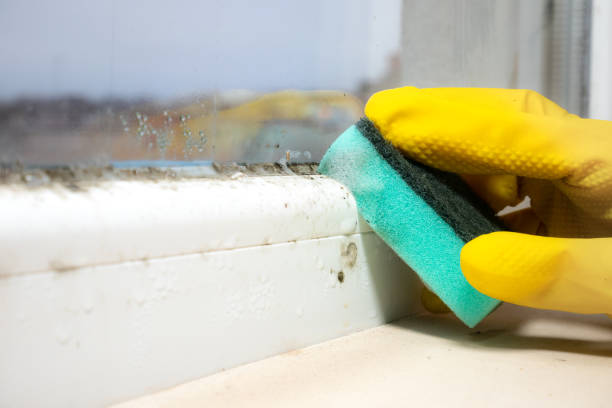 Best Office Mold Removal Services  in Florin, CA