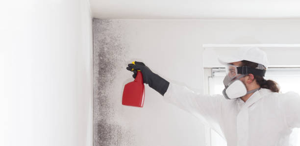Mold Removal and Inspection in Florin, CA