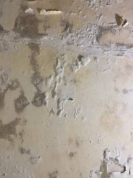 Best Home Mold Removal  in Florin, CA