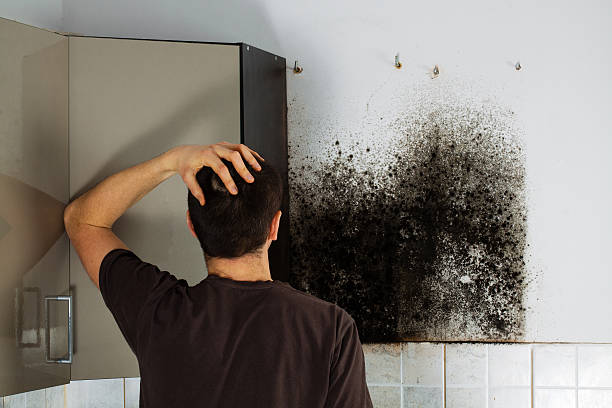 Best Mold Damage Repair  in Florin, CA