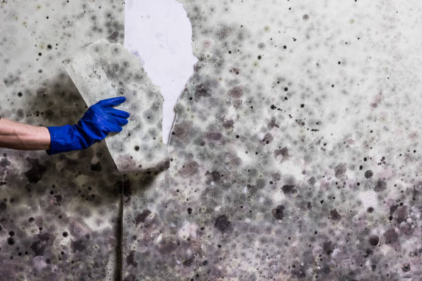 Best Local Mold Removal Service  in Florin, CA